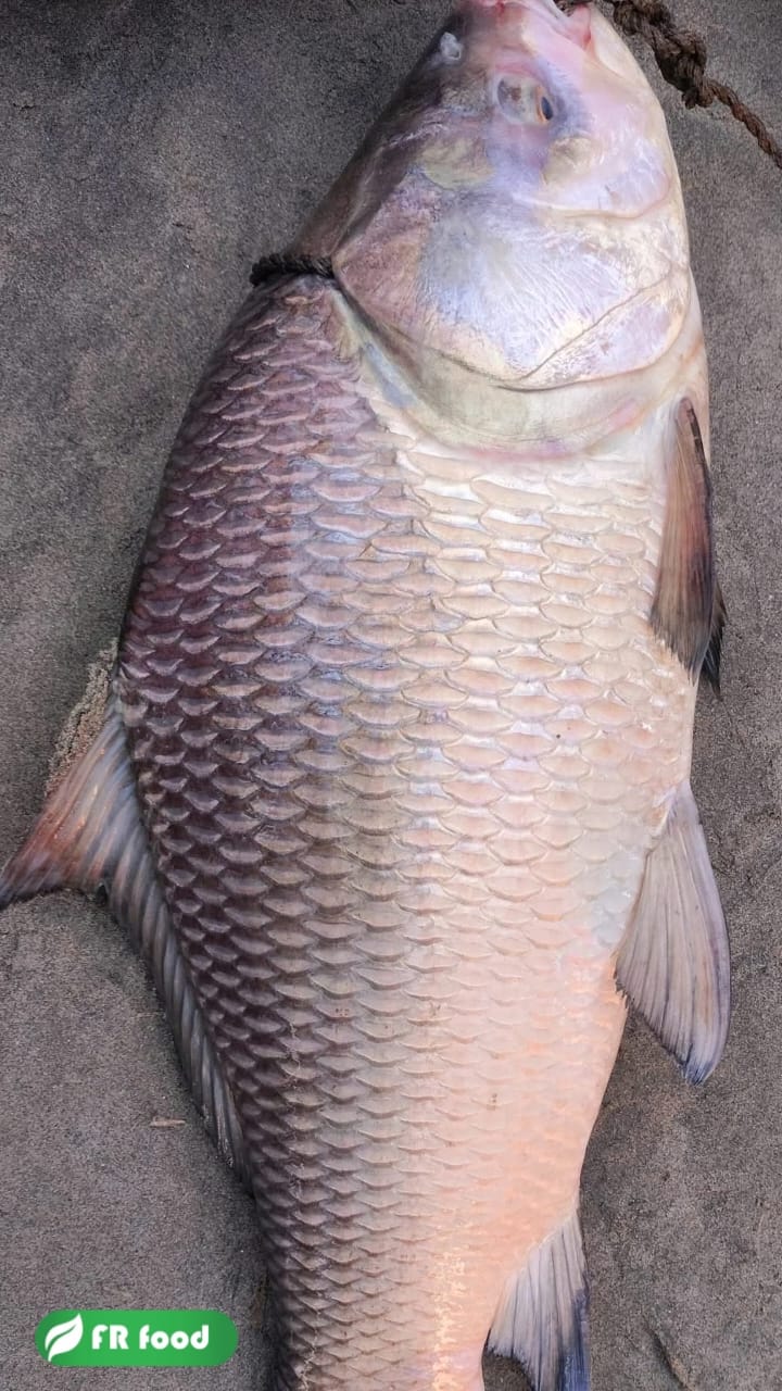 কাতলা মাছ