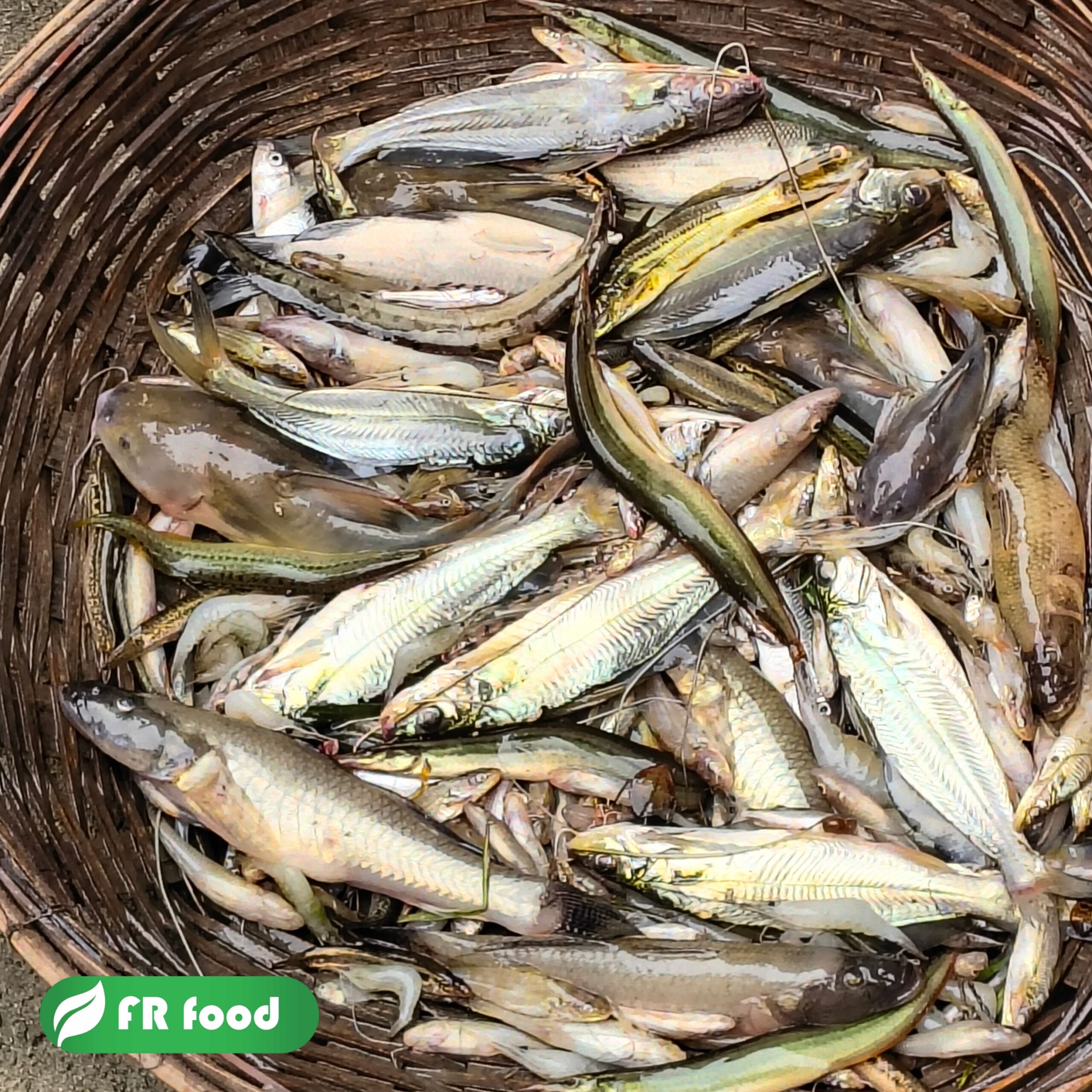 গুলসা মাছ