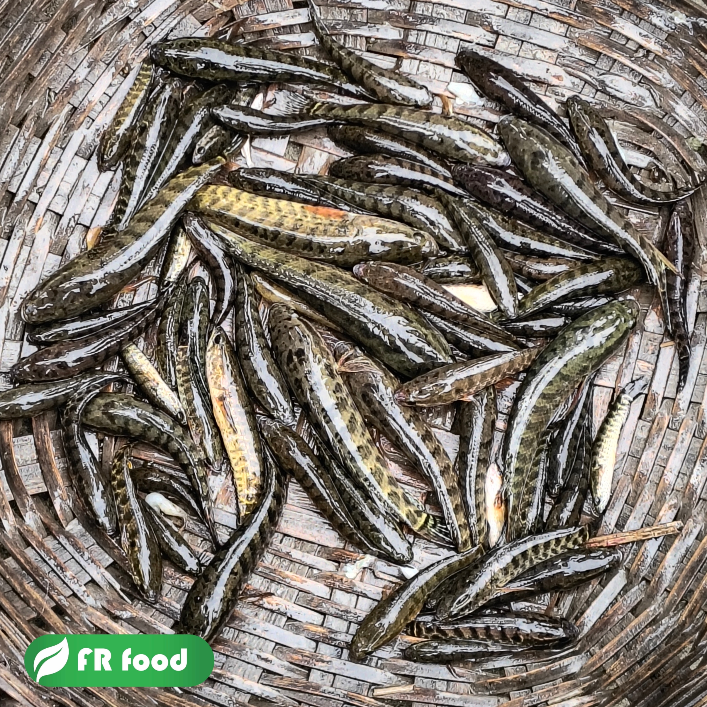 টাকি মাছ