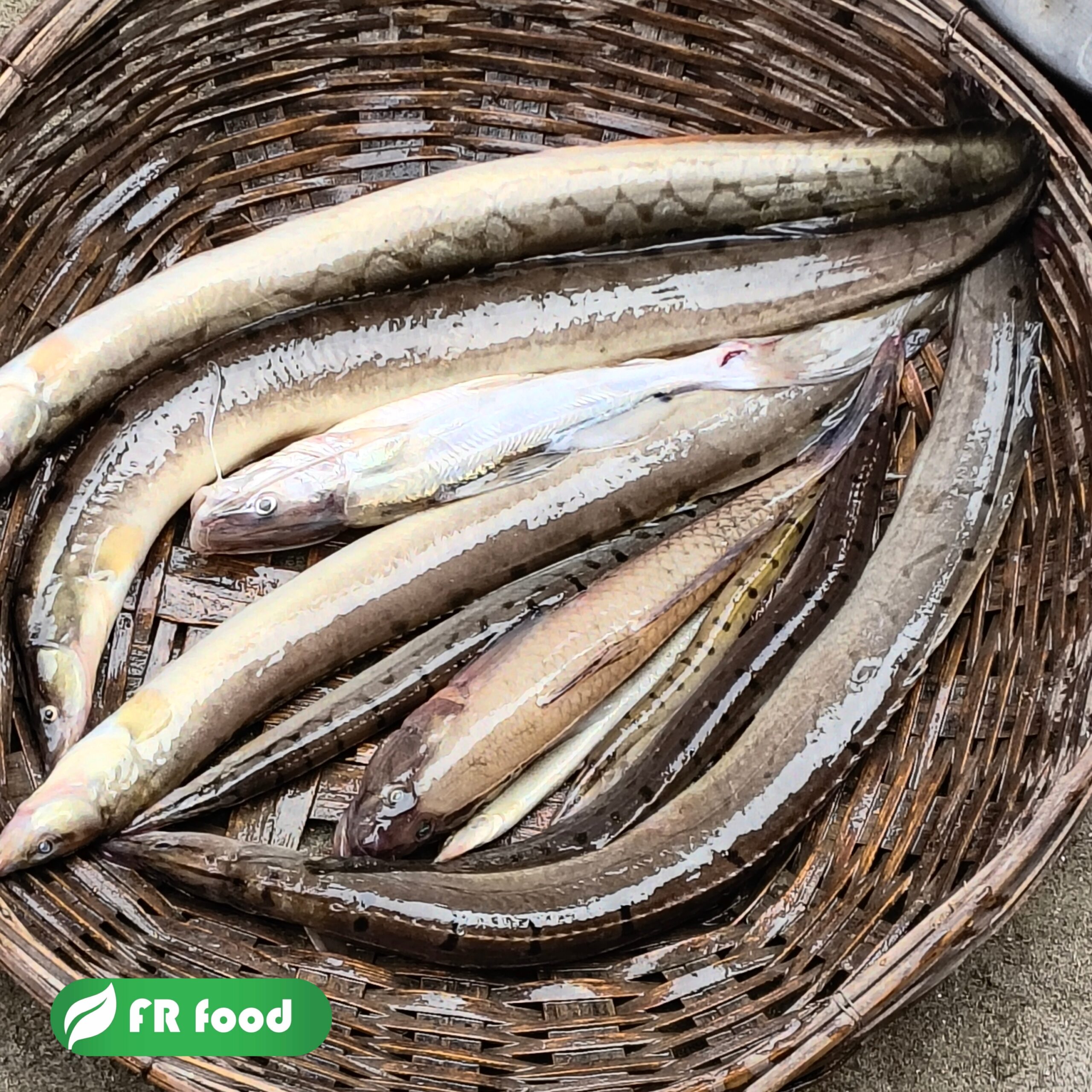 বাইম মাছ