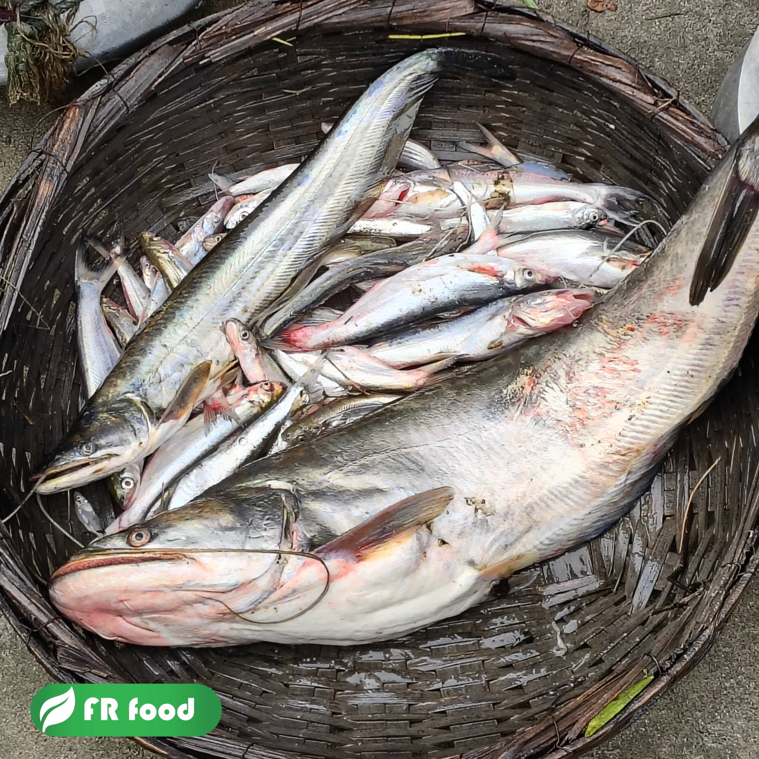 বোয়াল মাছ