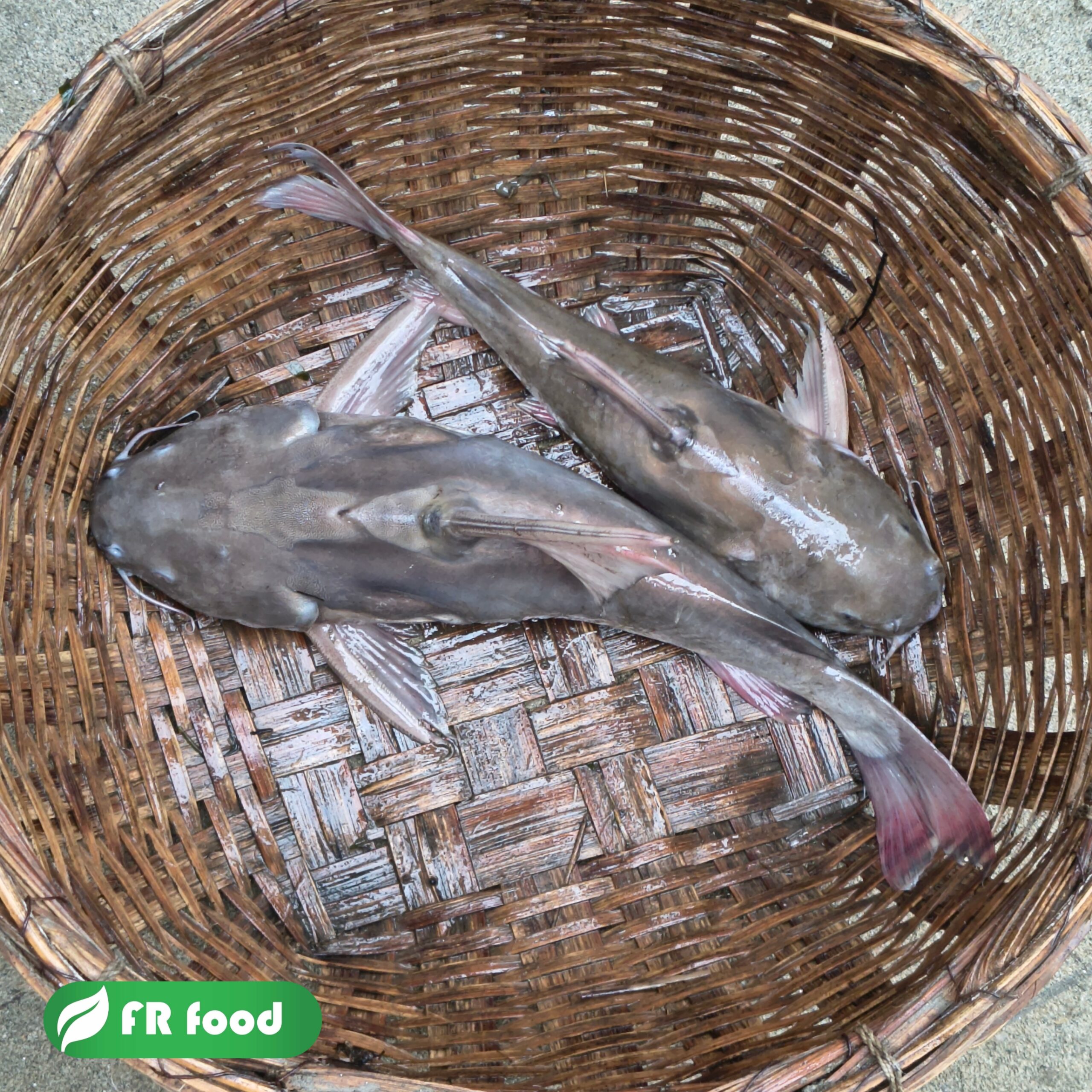 রিঠা মাছ