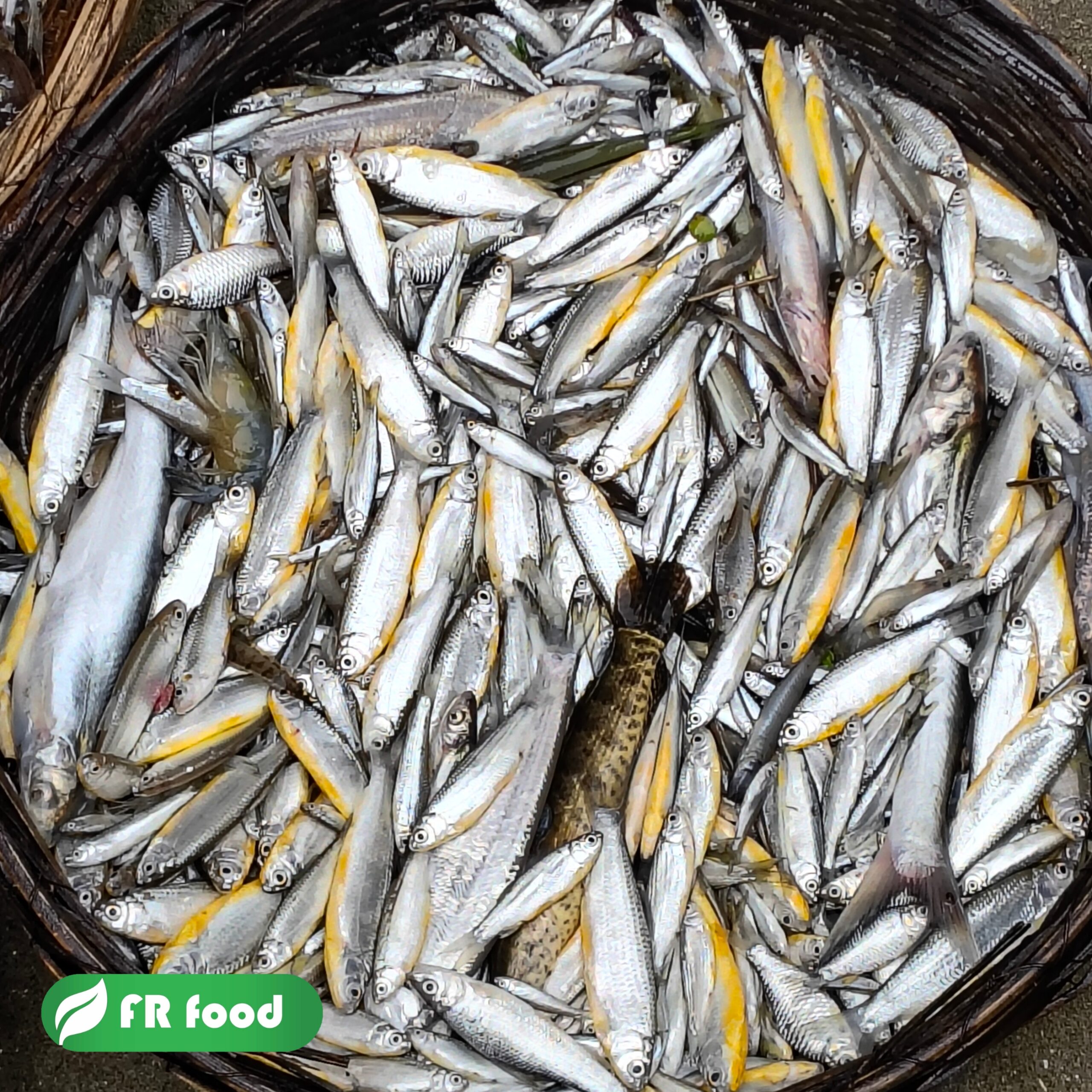 রুপালি বৈরালী